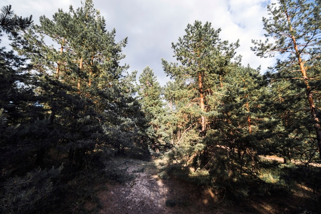 Foto gratuita alberi nella bellissima foresta