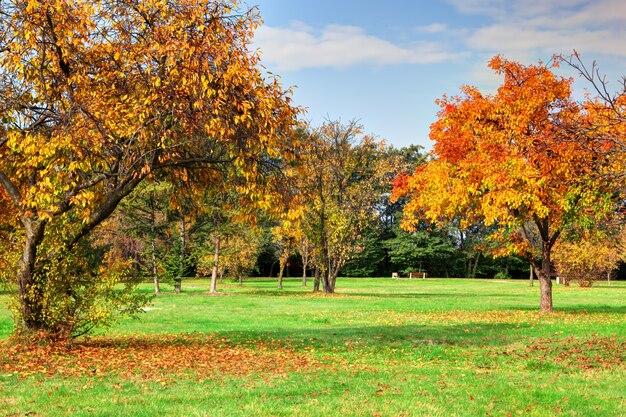 Trees in a beauty park