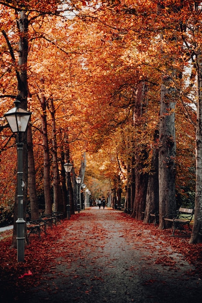 Trees beside light posts