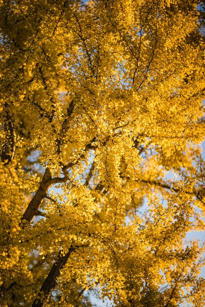 Trees in blossom