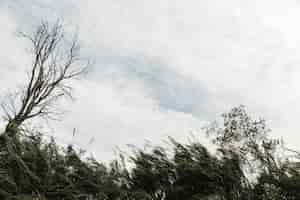 Free photo trees on a cloudy sky