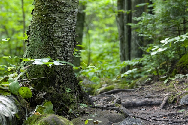 Trees covered in moss and surrounded by plants in the forest