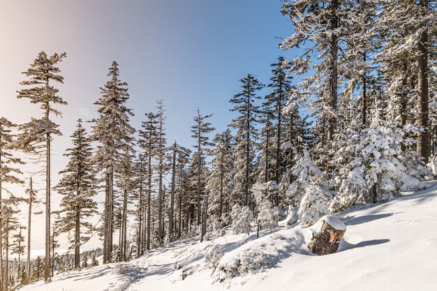 Trees covered in the snow in a forest under the sunlight and a blue sky