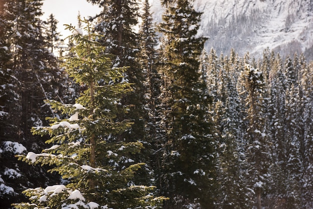 Free photo trees covered with snow