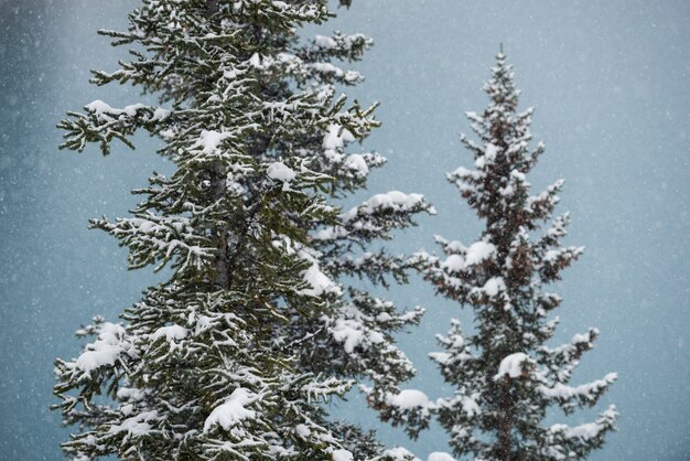 Деревья, покрытые снегом