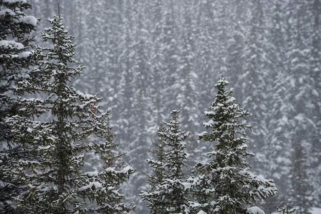 Trees covered with snow