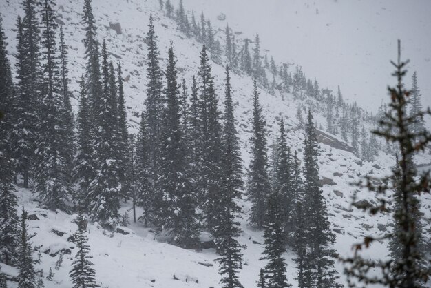 Trees covered with snow