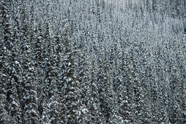 Trees covered with snow