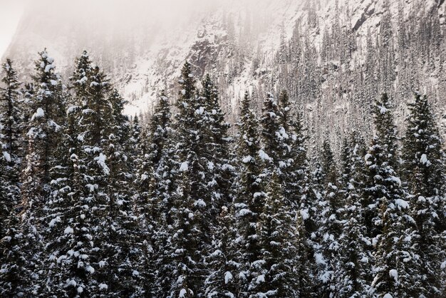 Деревья, покрытые снегом