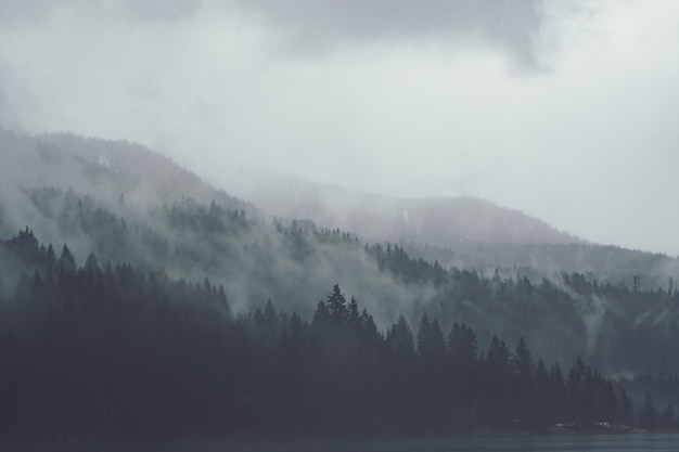 Trees next to each other in the forest covered by the creeping mist