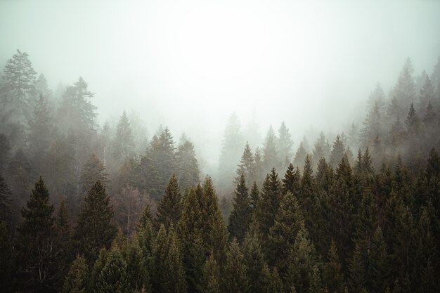忍び寄る霧に覆われた森の中で隣り合う木々