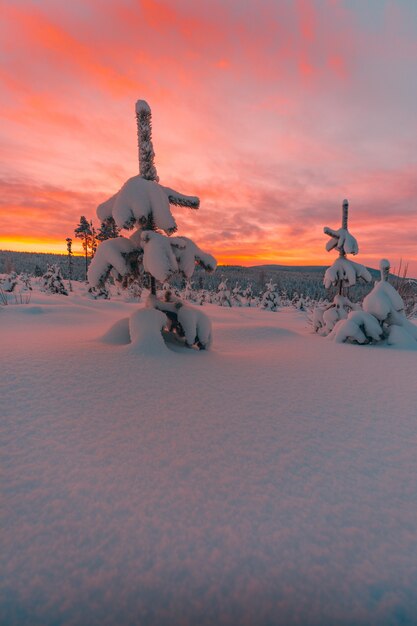 ノルウェーの素晴らしいカラフルな空の下で雪に覆われた木々とフィールド