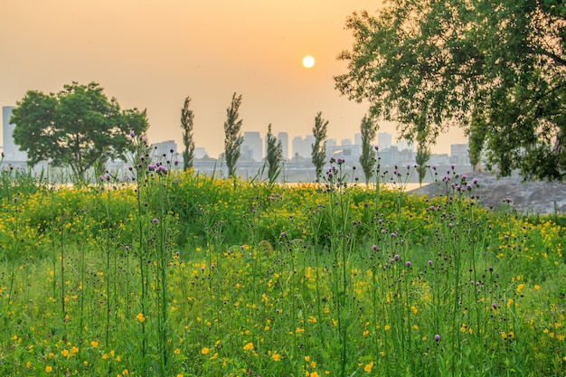 Trees and flowers in Seoul, South Korea during sunset with buildings