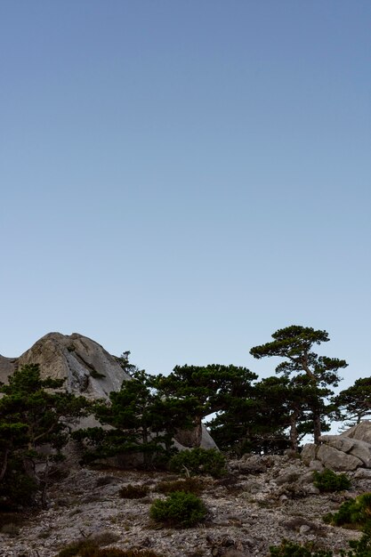 Foto gratuita alberi e sfondi forestali