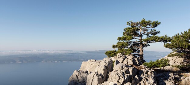 木々や森の背景