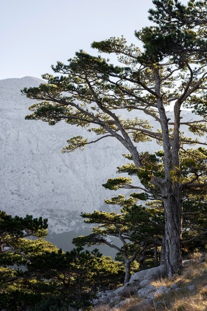 木々や森の背景