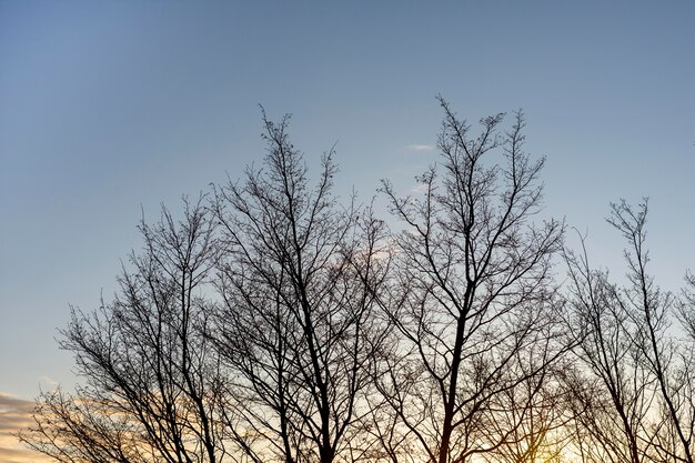 木々や森の背景