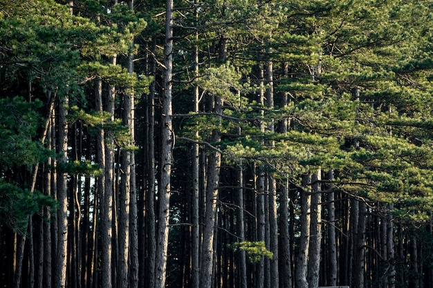 Foto gratuita alberi e sfondi forestali
