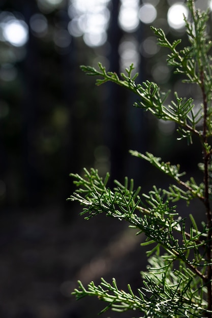 Trees and forest backgrounds