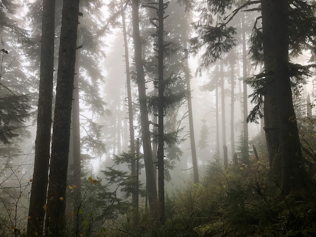 오레곤, 미국에서 안개에 덮여 숲의 나무