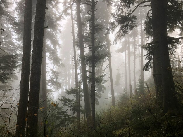 米国オレゴン州の霧に覆われた森の木々