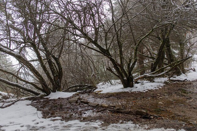 겨울 동안 눈에 덮여 숲의 나무