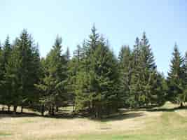 Foto gratuita alberi nella foresta che crescono su un campo verde