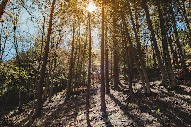 Trees forming shadows