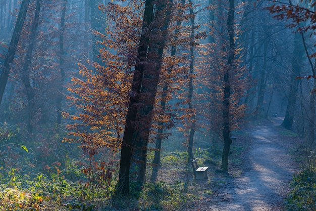 Trees in the gloomy forest in Maksimir, Zagreb, Croatia