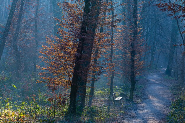 Trees in the gloomy forest in Maksimir, Zagreb, Croatia