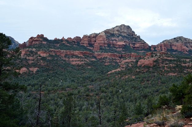 Trees Growing at the Base of Red Rock Formations