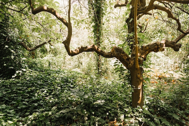 Foto gratuita alberi che crescono nella foresta