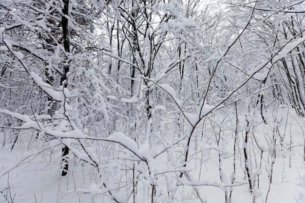 雪​と​氷​に​覆われた​公園​で​育つ​木​、​公園​の​冬​の​季節​、​または​降雪後​の​森​、​白い​雪​の​木