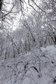 雪と氷に覆われた公園に生えている木々