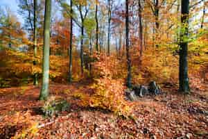 Foto gratuita alberi su una collina