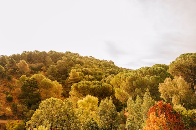 Alberi nel paesaggio collinare