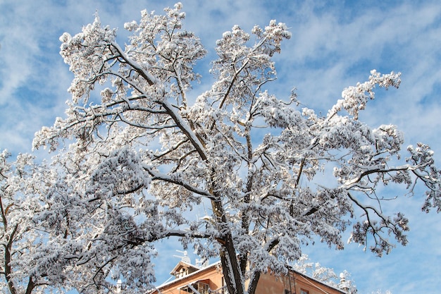화창한 겨울 날 눈으로 덮인 도시의 나무들. 아름다운 겨울 풍경