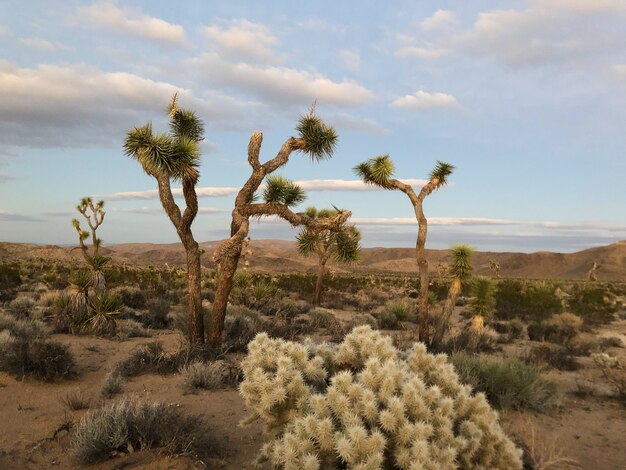 Trees in the Joshua Tree National Park, USA