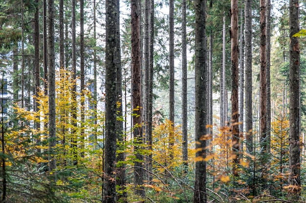 Alberi in mezzo alla foresta foresta autunnale con foglie colorate