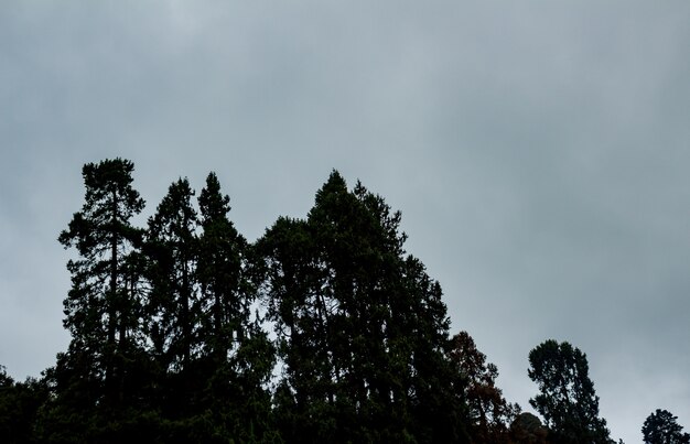 Trees on a mountain