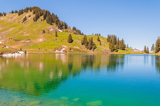 Деревья в горах в Швейцарии в окружении озера Lac Lioson