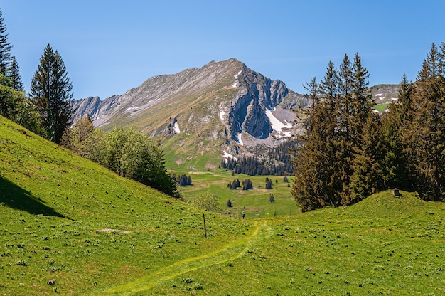 スイスのスウィズアルプスの山々の木々