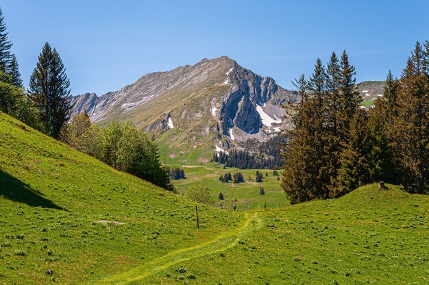 Деревья в горах Свизских Альп в Швейцарии