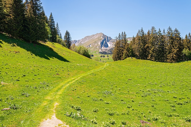 スイスのスウィズアルプスの山々の木々