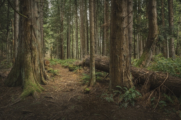 Free Photo trees of mystery