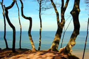 Foto gratuita gli alberi vicino alla spiaggia