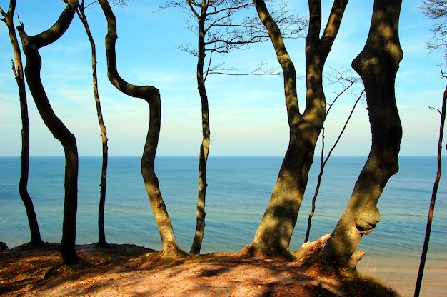 Trees near to beach