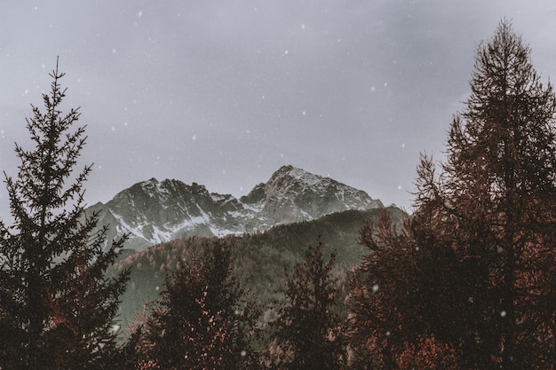 Trees Near Mountain