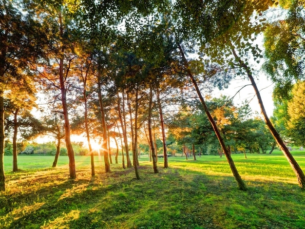 trees in a park at sunset