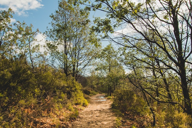 Trees and a path